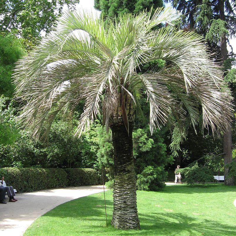 Butia capitata ~ Pindo Palm-ServeScape