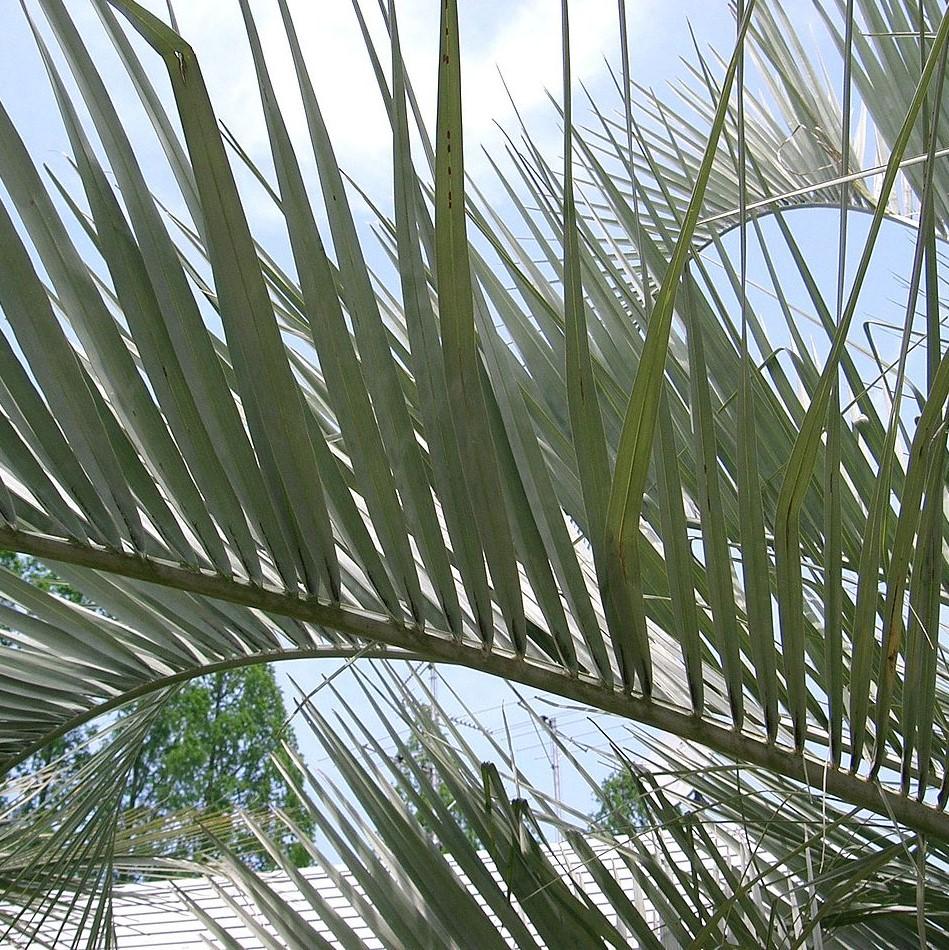 Butia capitata ~ Pindo Palm-ServeScape