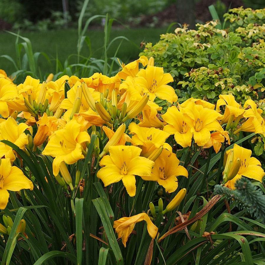 Hemerocallis 'Buttered Popcorn' ~ Buttered Popcorn Daylily-ServeScape