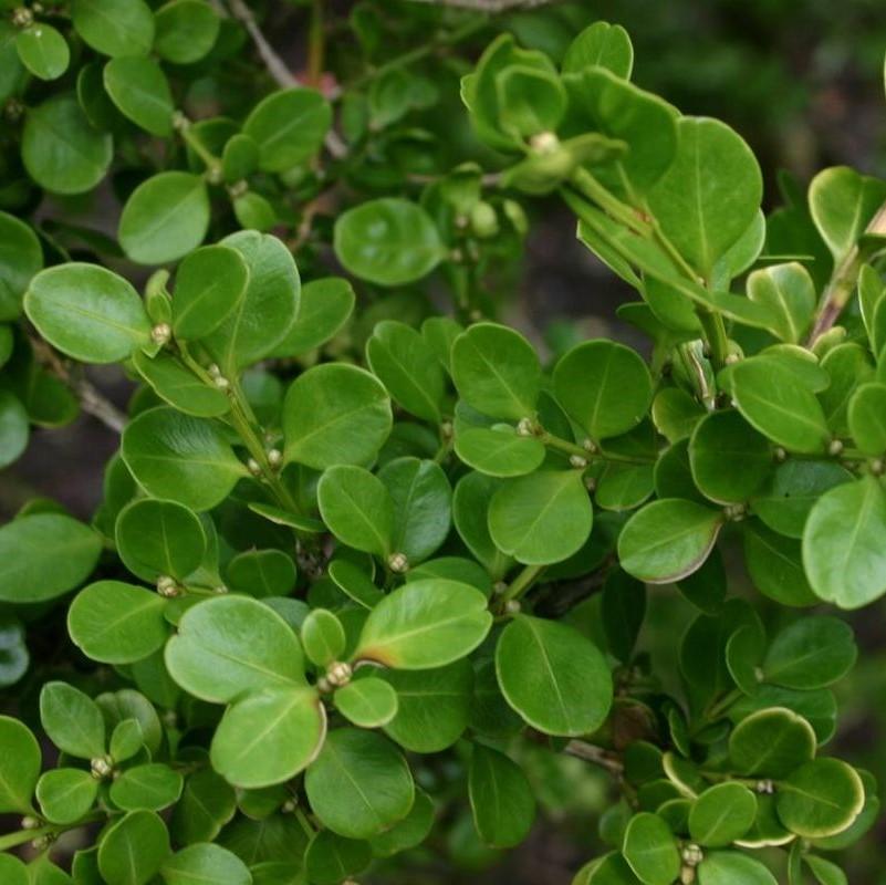 Buxus 'Conrowe' PP19,924 ~ Gordo™ Big Leaf Boxwood-ServeScape