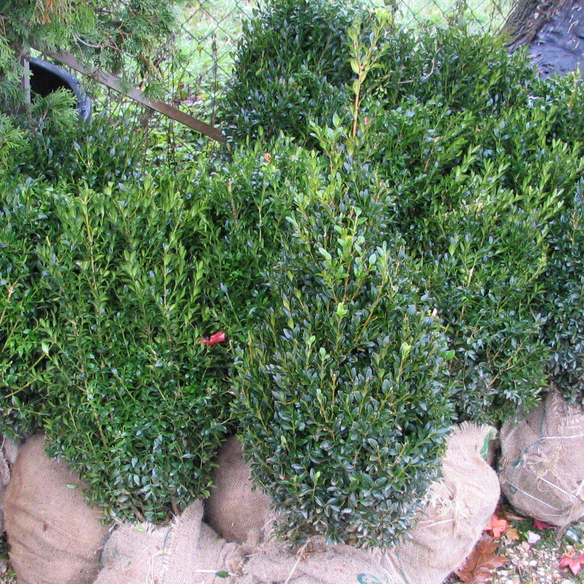 Buxus 'DSNH 1216' ~ Shadow Sentry™ Boxwood-ServeScape