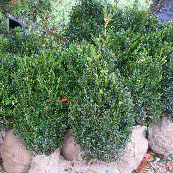 Buxus 'DSNH 1216' ~ Shadow Sentry™ Boxwood-ServeScape