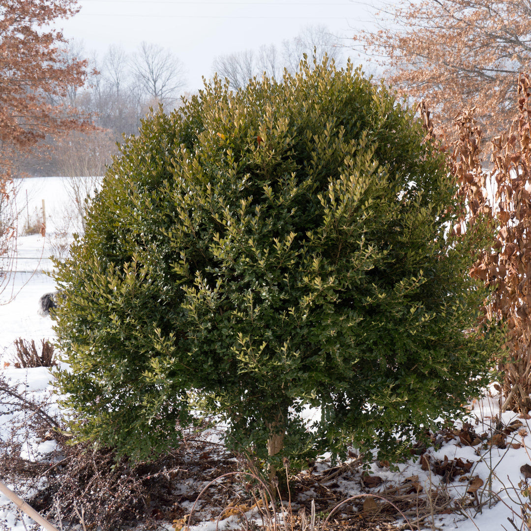 Buxus 'Green Mountain' ~ Green Mountain Boxwood-ServeScape