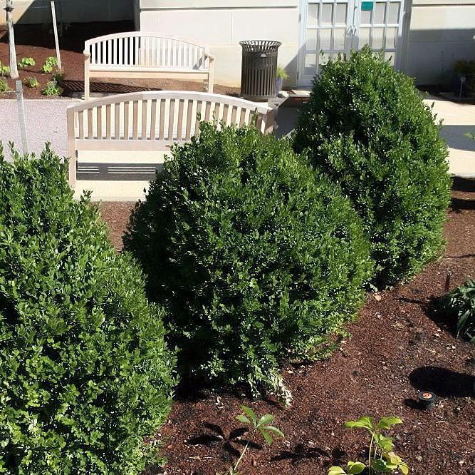 Buxus 'Green Mountain' ~ Green Mountain Boxwood-ServeScape