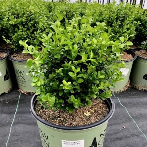 Buxus ‘SB 108’ PP28888 ~ NewGen™ Independence® Boxwood-ServeScape