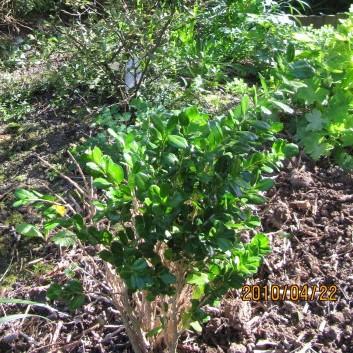 Buxus harlandii 'Richard' ~ Richard Boxwood-ServeScape