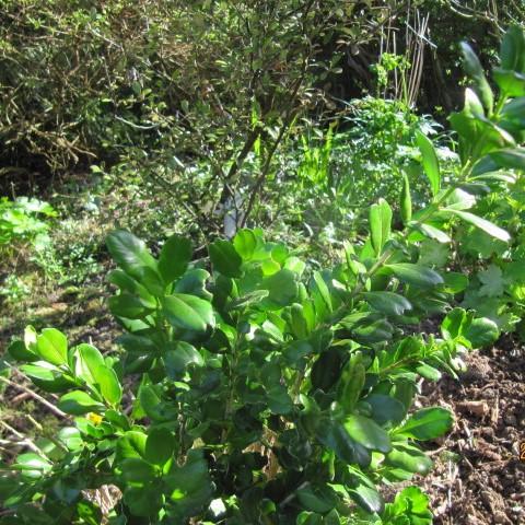 Buxus harlandii 'Richard' ~ Richard Boxwood-ServeScape