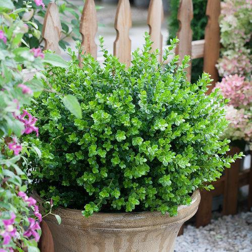 Buxus microphylla 'Bulthouse' ~ Sprinter® Boxwood-ServeScape