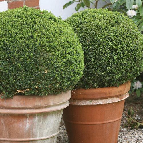 Buxus microphylla 'Bulthouse' ~ Sprinter® Boxwood-ServeScape