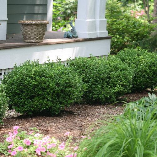 Buxus microphylla 'Bulthouse' ~ Sprinter® Boxwood-ServeScape