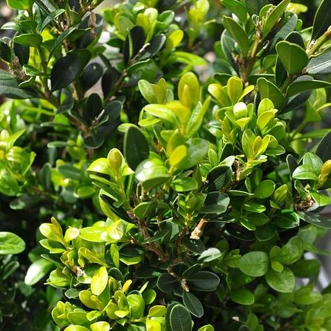 Buxus microphylla 'Faulkner' ~ Faulkner Boxwood-ServeScape