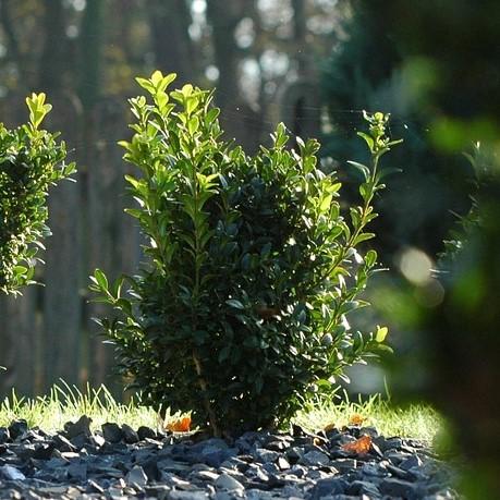 Buxus microphylla 'Faulkner' ~ Faulkner Boxwood-ServeScape