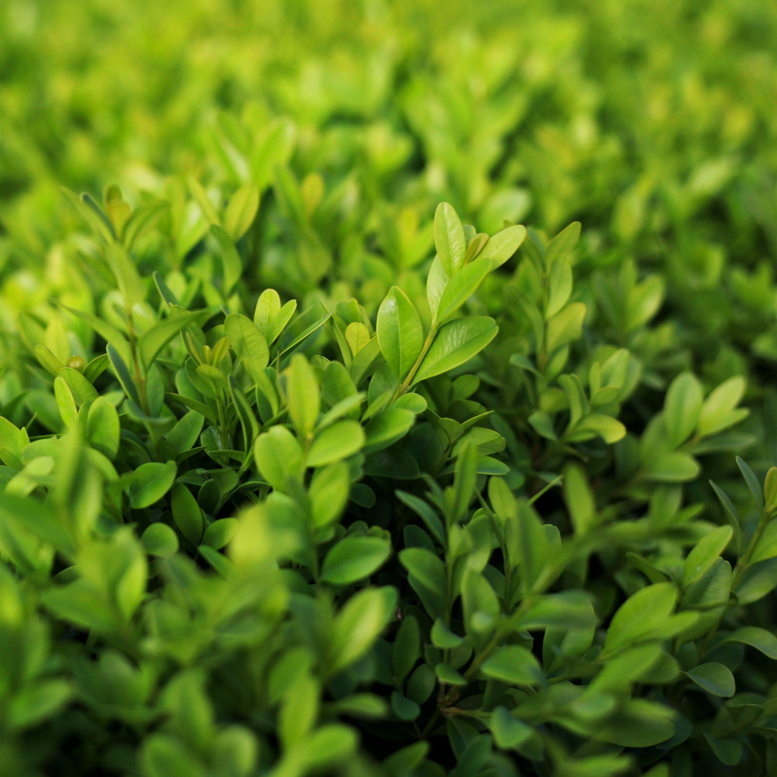 Buxus microphylla 'Faulkner' ~ Faulkner Boxwood - Delivered By ServeScape