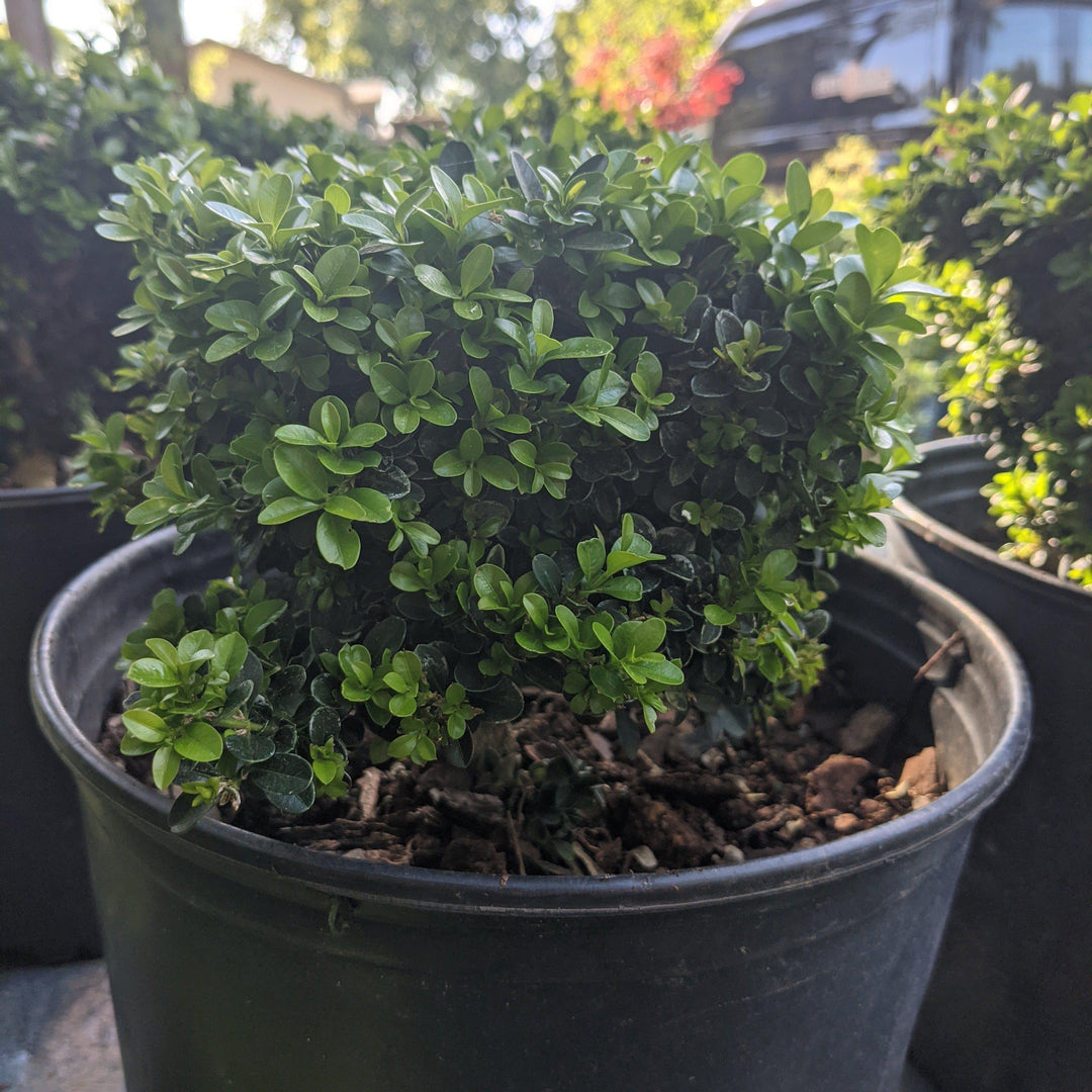 Buxus microphylla 'Green Pillow' ~ Green Pillow Boxwood-ServeScape