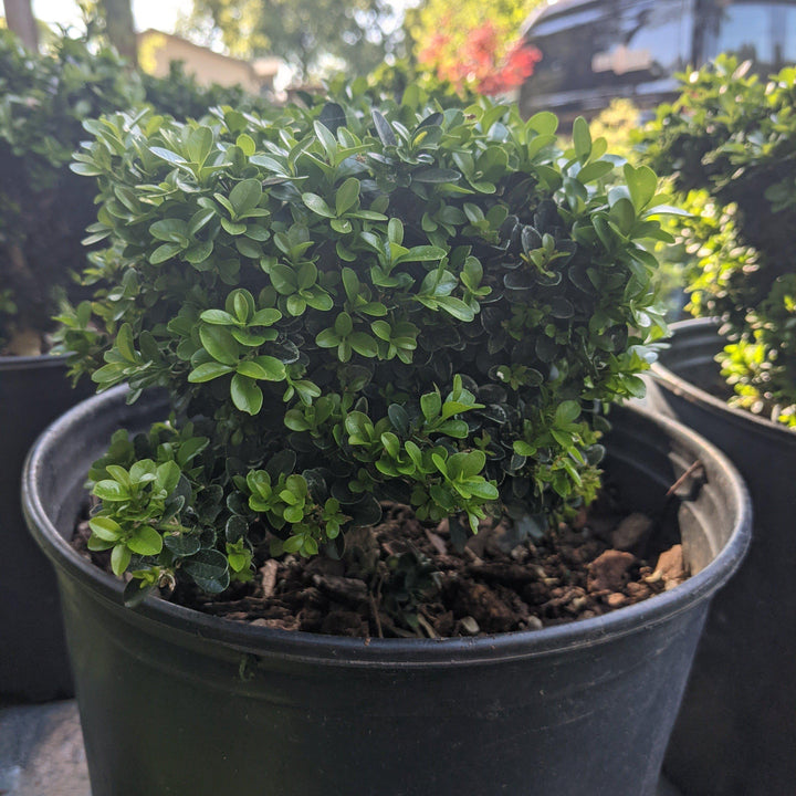 Buxus microphylla 'Green Pillow' ~ Green Pillow Boxwood-ServeScape