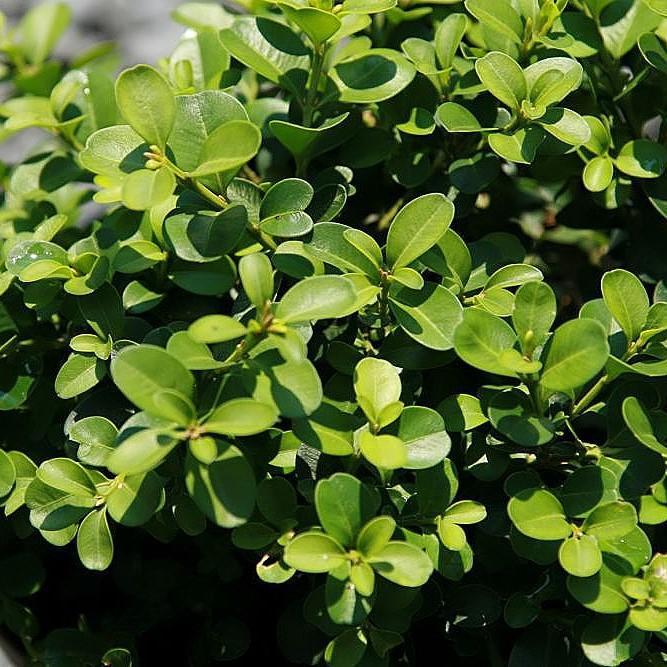 Buxus microphylla 'Green Pillow' ~ Green Pillow Boxwood-ServeScape