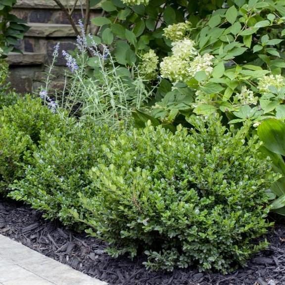 Buxus microphylla 'Little Missy' PP 24,703' ~ Little Missy Boxwood-ServeScape