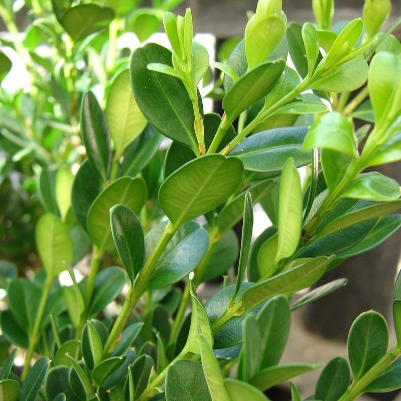 Buxus microphylla 'Little Missy' PP 24,703' ~ Little Missy Boxwood-ServeScape