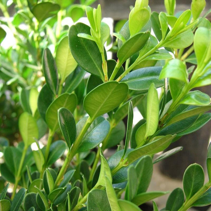 Buxus microphylla 'Little Missy' PP 24,703' ~ Little Missy Boxwood-ServeScape