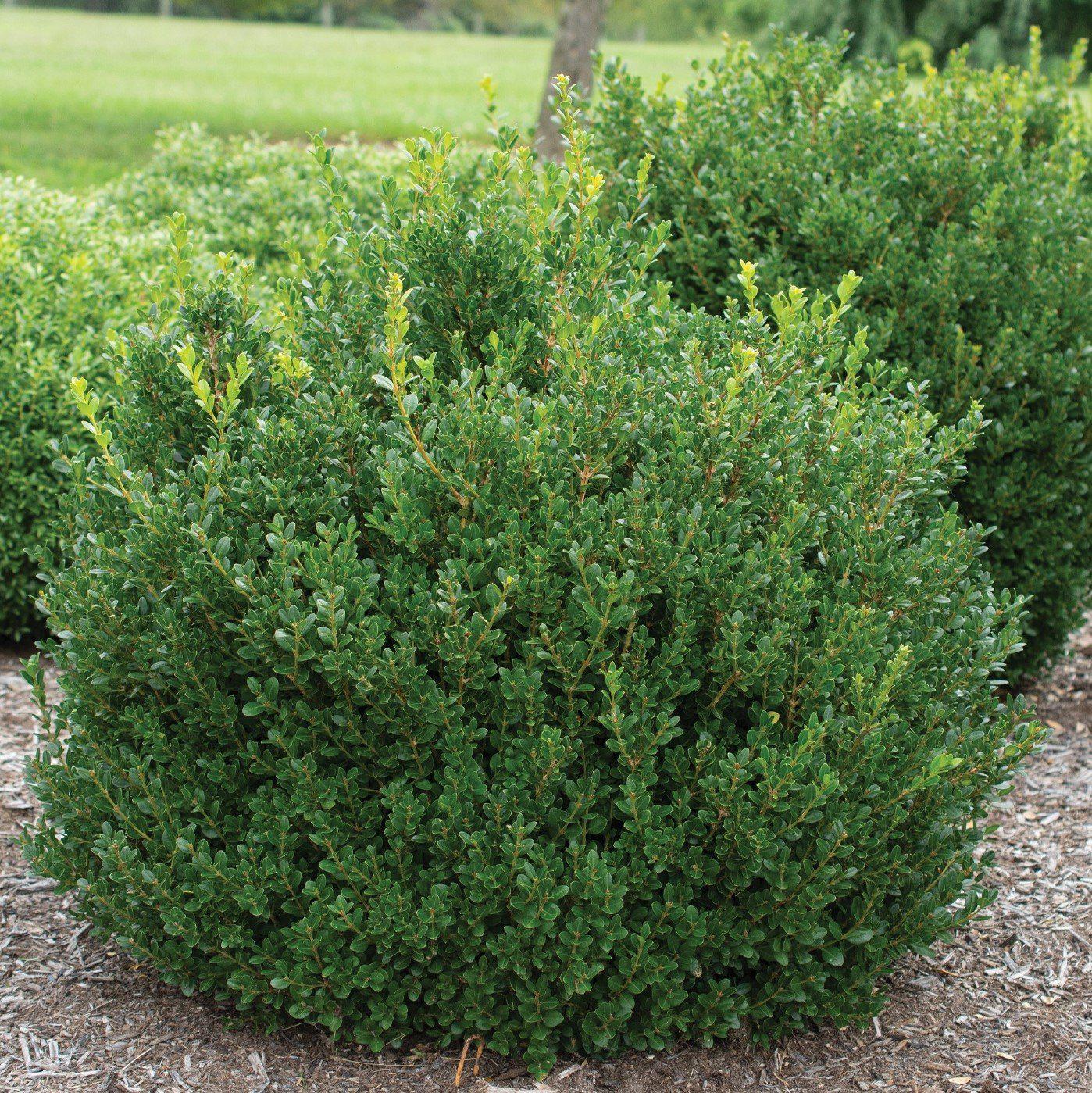 Buxus microphylla 'Little Missy' PP 24,703' ~ Little Missy Boxwood-ServeScape