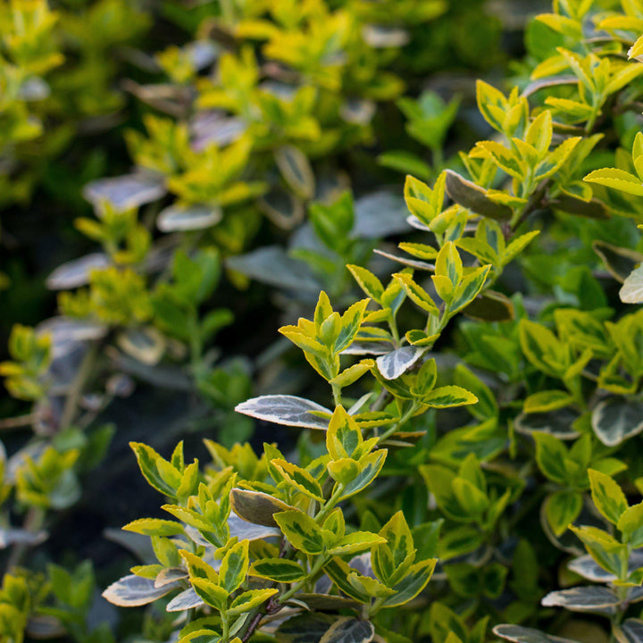 Buxus microphylla 'Peergold' ~ Golden Dream Boxwood-ServeScape