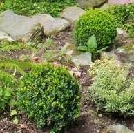 Buxus microphylla japonica 'Gregem' ~ Baby Gem™ Boxwood-ServeScape