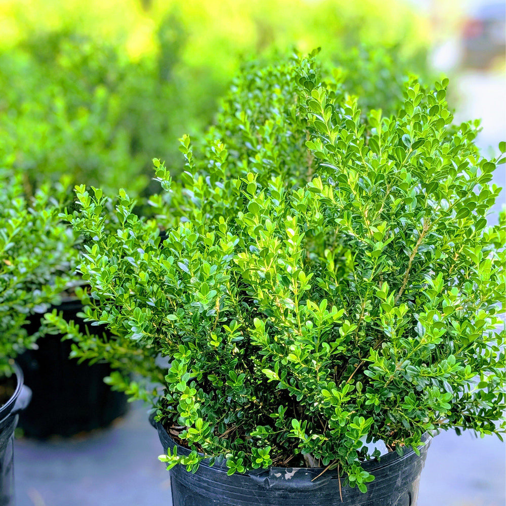 Buxus microphylla japonica 'Gregem' ~ Baby Gem™ Boxwood - Delivered By ServeScape