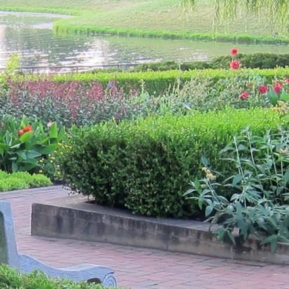 Buxus microphylla var. japonica 'Winter Gem' ~ Winter Gem Boxwood-ServeScape