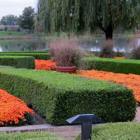 Buxus microphylla var. japonica 'Winter Gem' ~ Winter Gem Boxwood-ServeScape