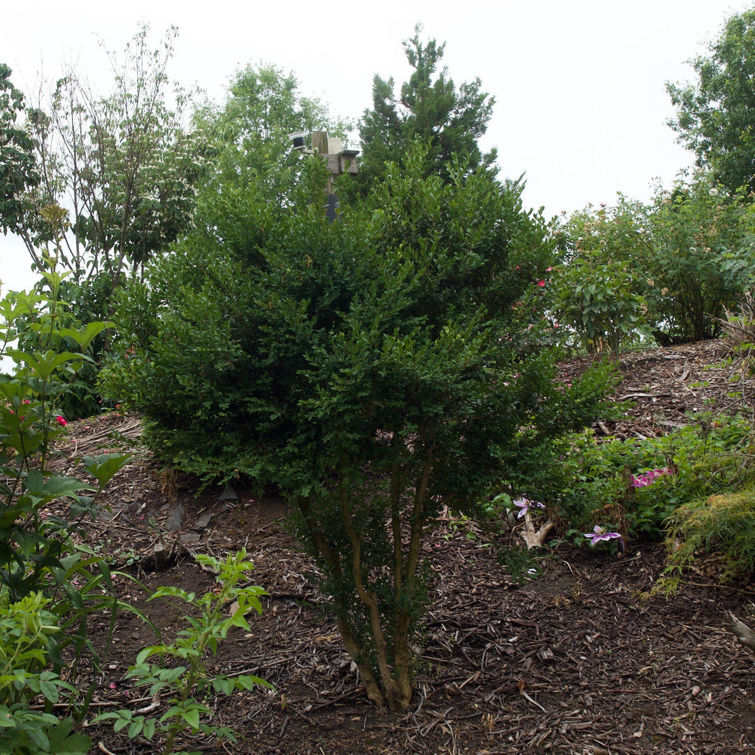 Buxus microphylla var. japonica 'Winter Gem' ~ Winter Gem Boxwood-ServeScape