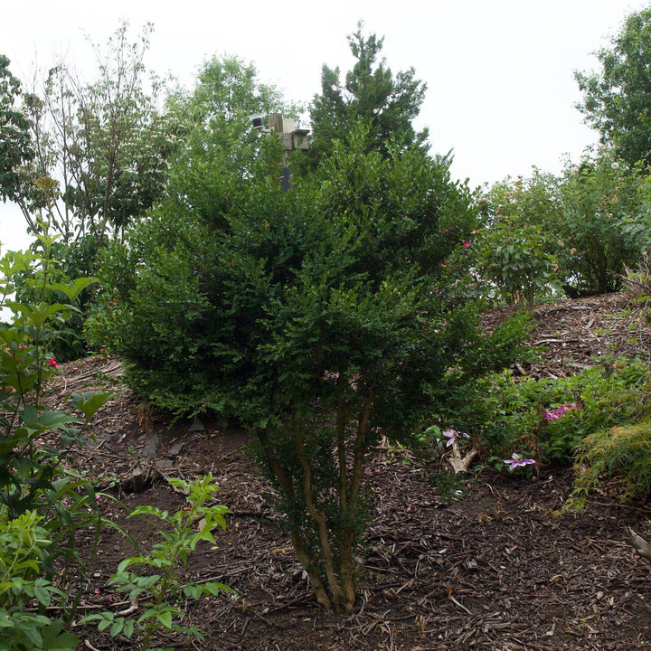 Buxus microphylla var. japonica 'Winter Gem' ~ Winter Gem Boxwood-ServeScape