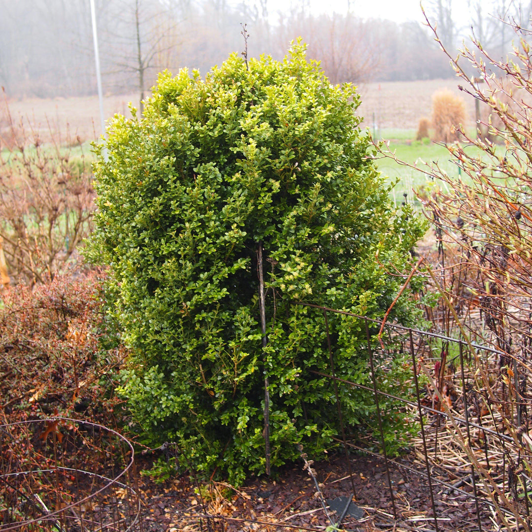 Buxus microphylla var. japonica 'Winter Gem' ~ Winter Gem Boxwood-ServeScape