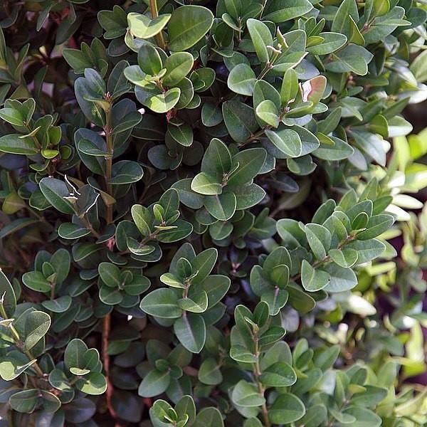 Buxus sempervirens 'Dee Runk' ~ ‘Dee Runk’ Boxwood-ServeScape