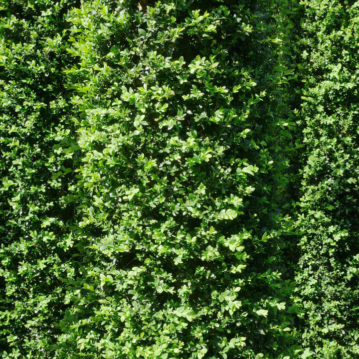 Buxus sempervirens 'Highlander' ~ Highlander Boxwood-ServeScape