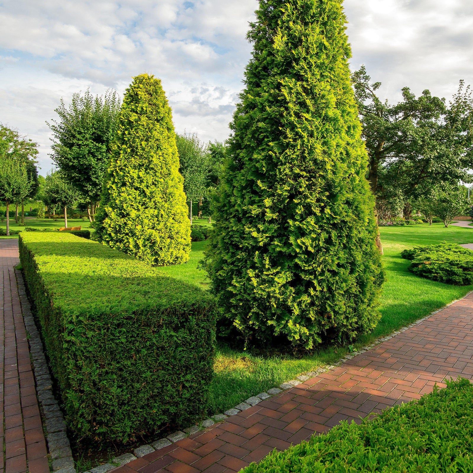 Buxus sempervirens 'Highlander' ~ Highlander Boxwood - Delivered By ServeScape