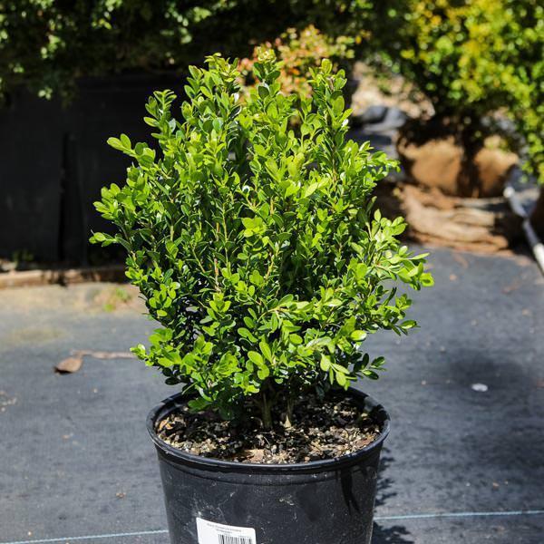 Franklin's Gem Korean Boxwood - Buxus Sinica Var. Insularis 'franklin's 