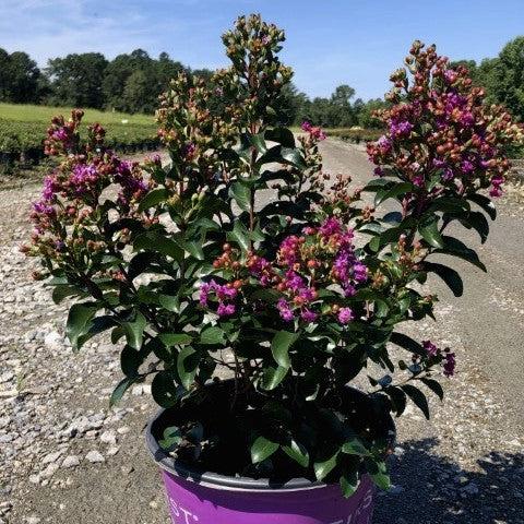 Lagerstroemia 'Purple Magic' PP23,906 ~ First Editions® Purple Magic Crape Myrtle-ServeScape