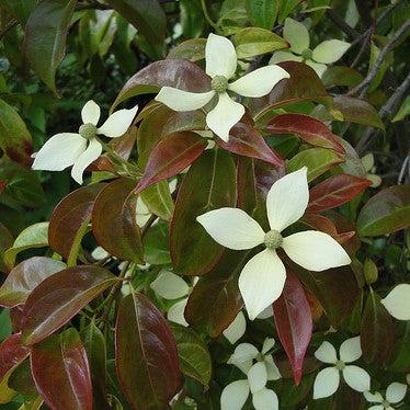 Cornus kousa x angustata 'Bernice' ~ Bernice Evergreen Dogwood-ServeScape