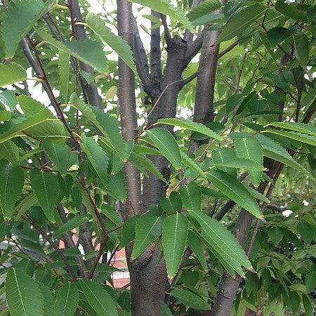 Zelkova serrata ‘Village Green’ ~ Village Green Zelkova-ServeScape