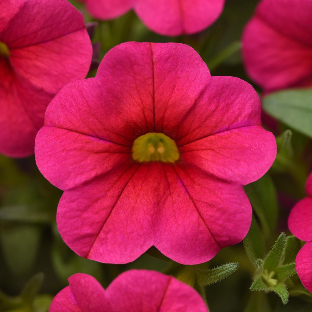 Calibrachoa 'Balcongosiss' ~ Conga™ Rose Calibrachoa-ServeScape