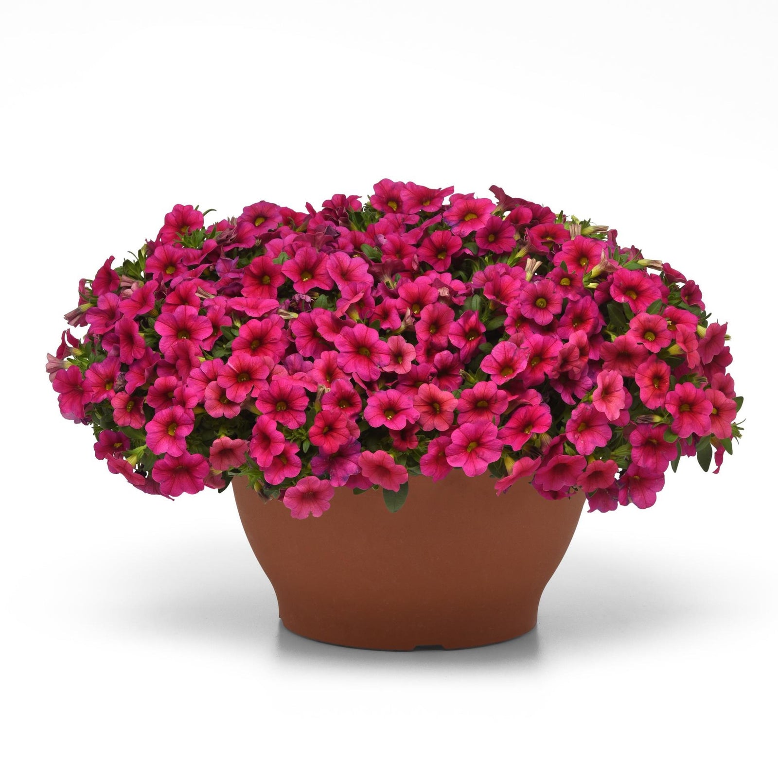 Calibrachoa 'Balcongosiss' ~ Conga™ Rose Calibrachoa-ServeScape