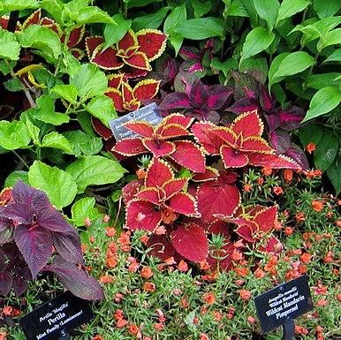 Solenostemon scutellarioides ‘UF06419’ ~ Trusty Rusty Coleus-ServeScape