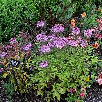 Cleome hybrid 'Inncleosr' ~ Señorita Rosalita® Spider Flower-ServeScape