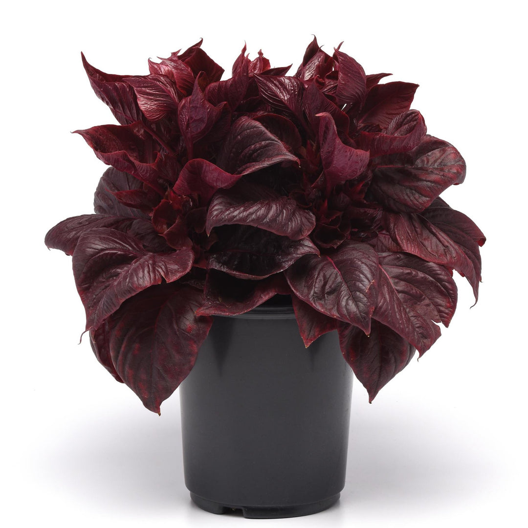 Celosia argentea 'PAS1375173' ~ Sol™ Lizzard Leaf Cleosia-ServeScape