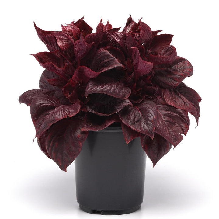 Celosia argentea 'PAS1375173' ~ Sol™ Lizzard Leaf Cleosia-ServeScape
