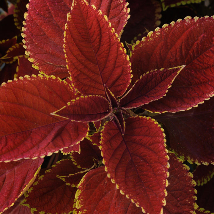 Solenostemon scutellarioides ‘UF06419’ ~ Trusty Rusty Coleus-ServeScape