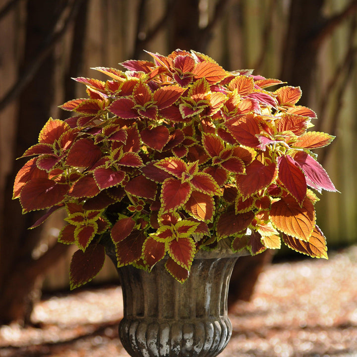 Solenostemon scutellarioides ‘UF06419’ ~ Trusty Rusty Coleus-ServeScape