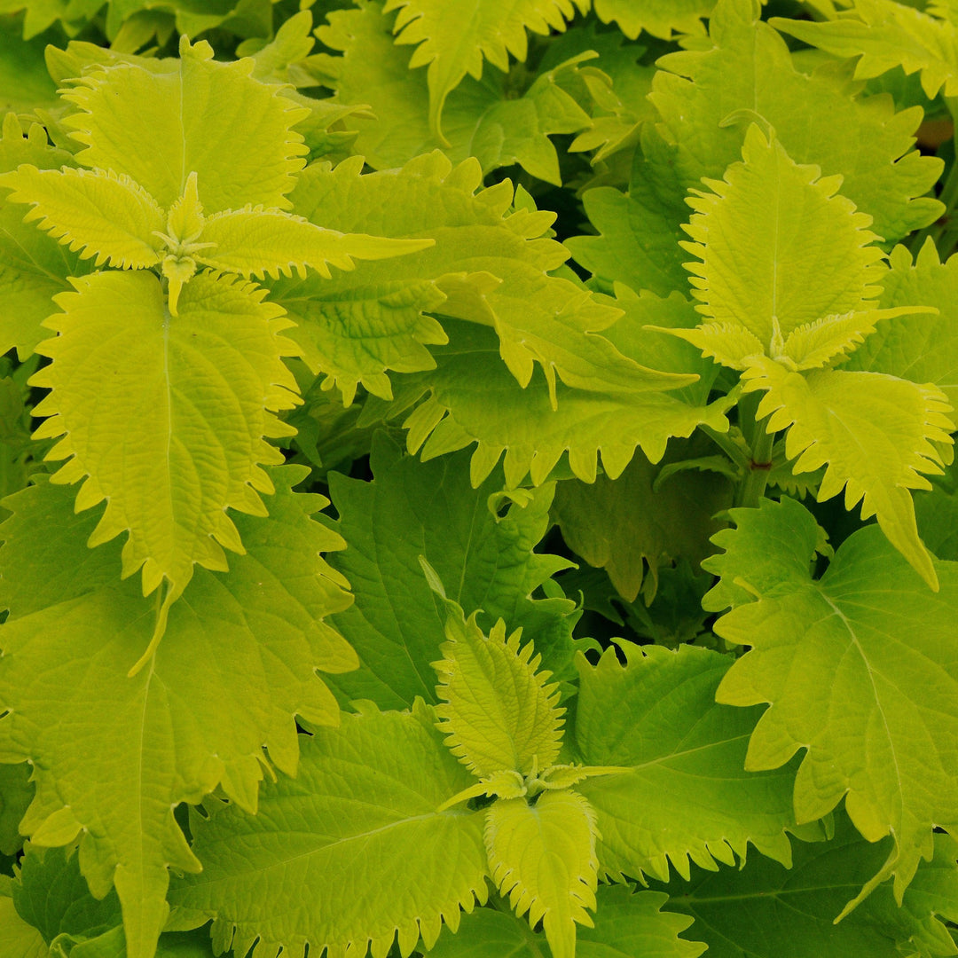 Solenostemon scutellarioides ‘UF0843’ ~ Wasabi Coleus-ServeScape