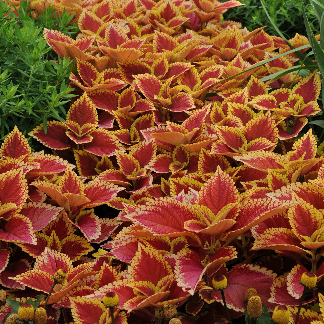 Solenostemon scutellarioides ‘UF06419’ ~ Trusty Rusty Coleus-ServeScape