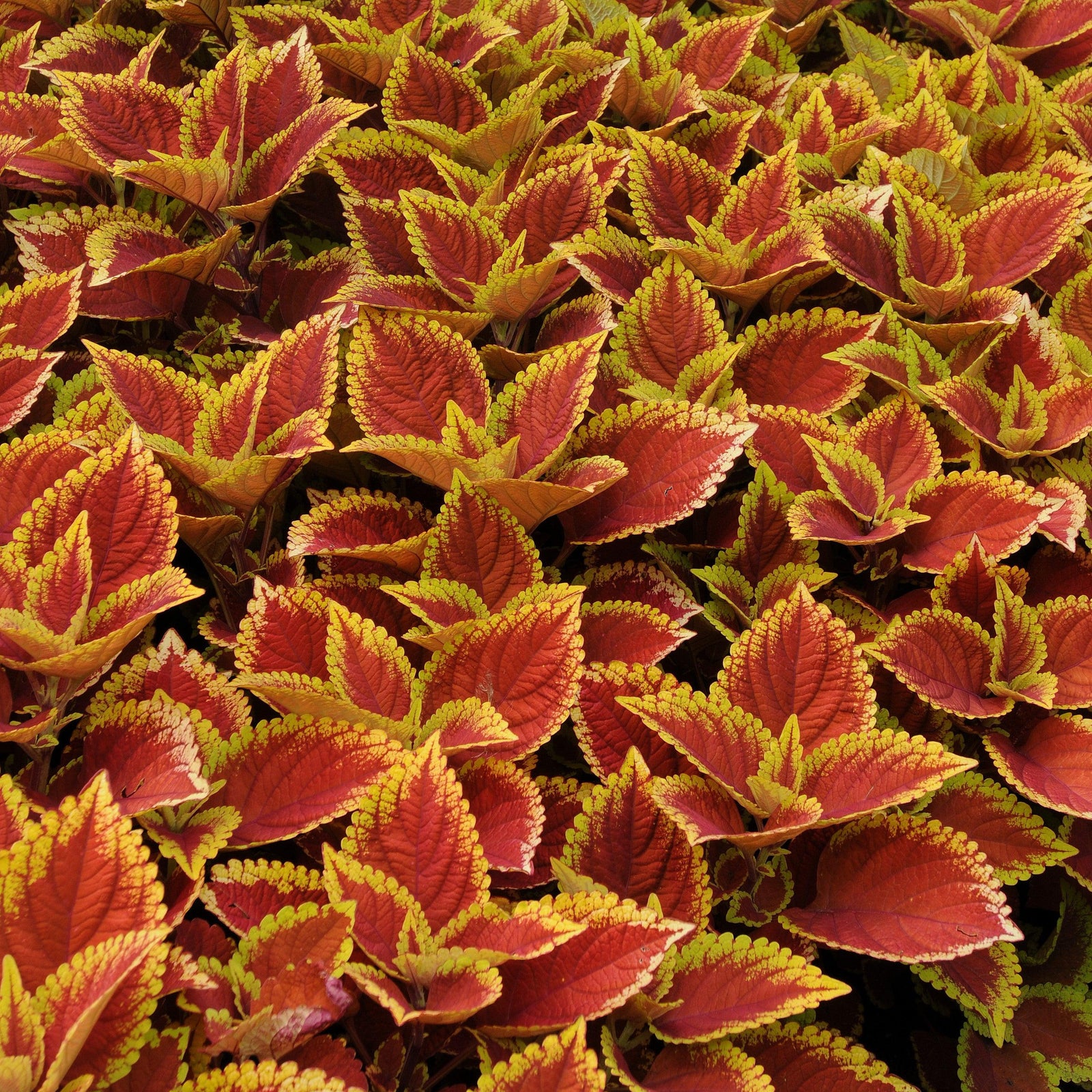 Solenostemon scutellarioides ‘UF06419’ ~ Trusty Rusty Coleus-ServeScape